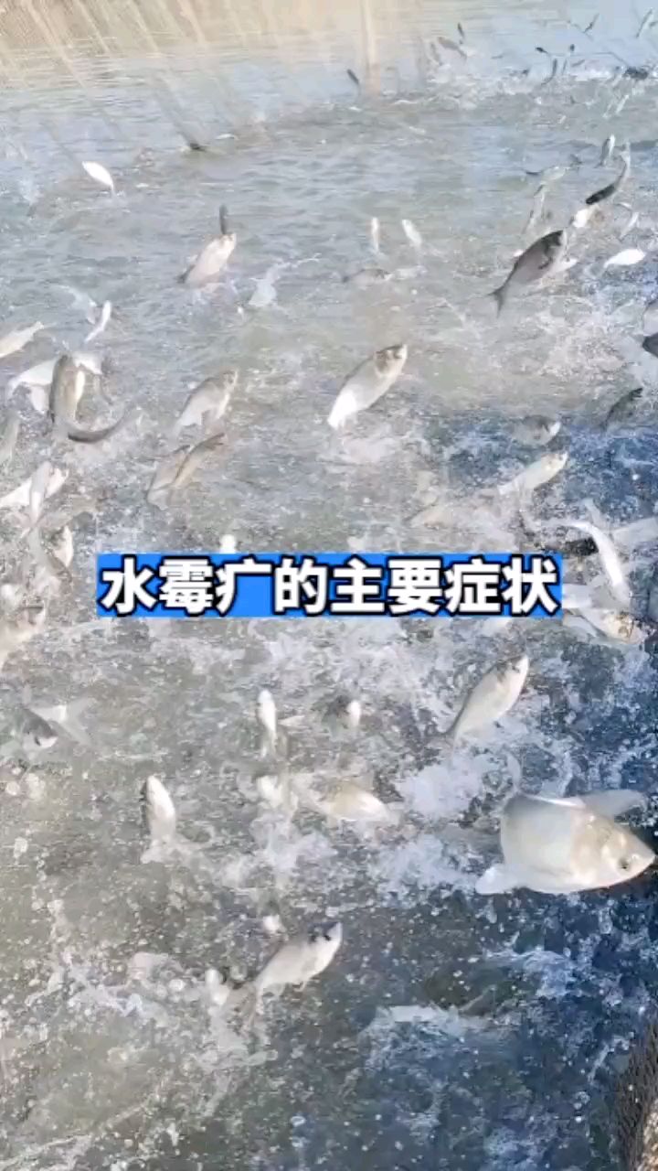 水霉病的主要症状