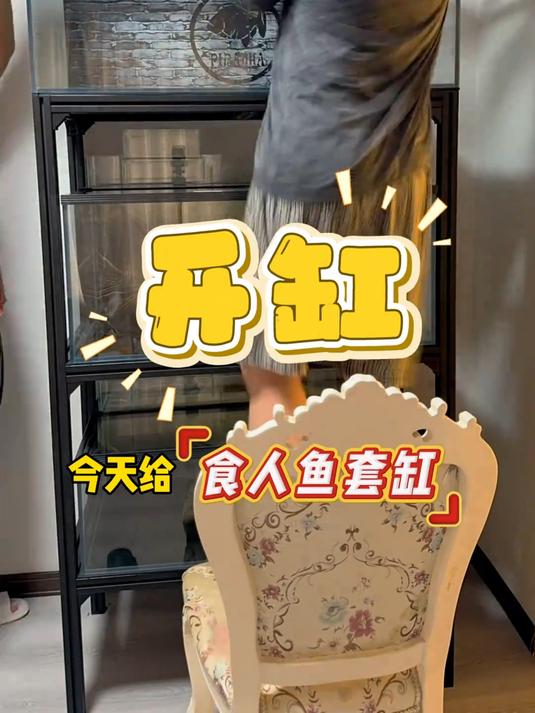 食人鱼缸开缸全是波折……三个食人鱼品种麻烦大家帮我选一下呗～