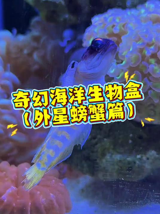 海洋生物这么抽象的嘛！