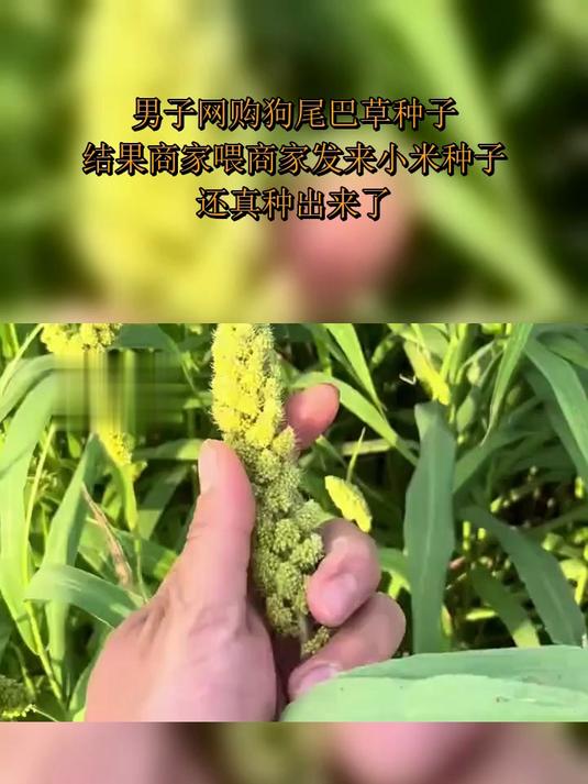 男子网购狗尾巴草种子,结果商家喂商家发来小米种子,还真种出来了