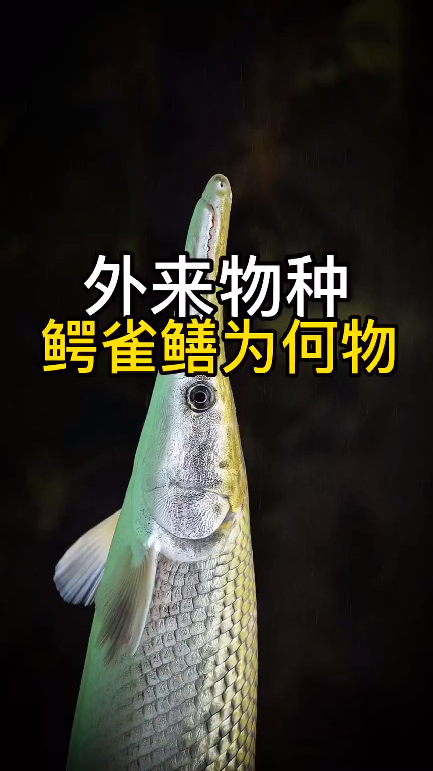外来物种鳄雀鳝到底是何物?