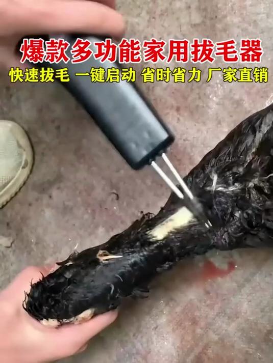 有了这个电动拔毛神器,逢年过节爸妈拔鸡鸭毛再也不用辛苦了!#鸡鸭鹅拔毛神器#