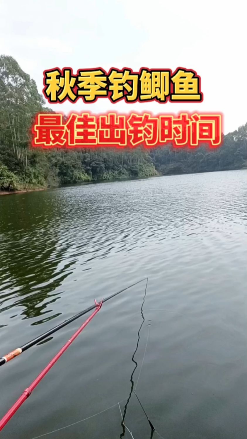 秋季一天中钓鲫鱼较佳出钓时间