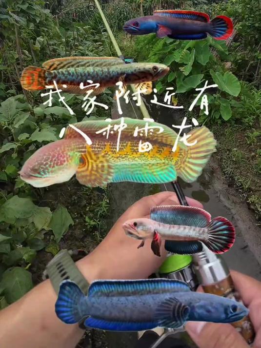 你敢信吗在我家附近就能钓到8种雷龙鱼