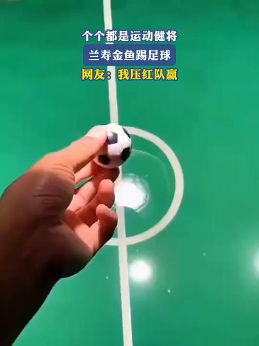 个个都是运动健将,兰寿金鱼踢足球,网友:我压红队赢