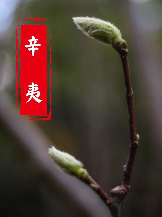 望春花就是中药材辛夷,救济苍生,注定无法为自己绽放