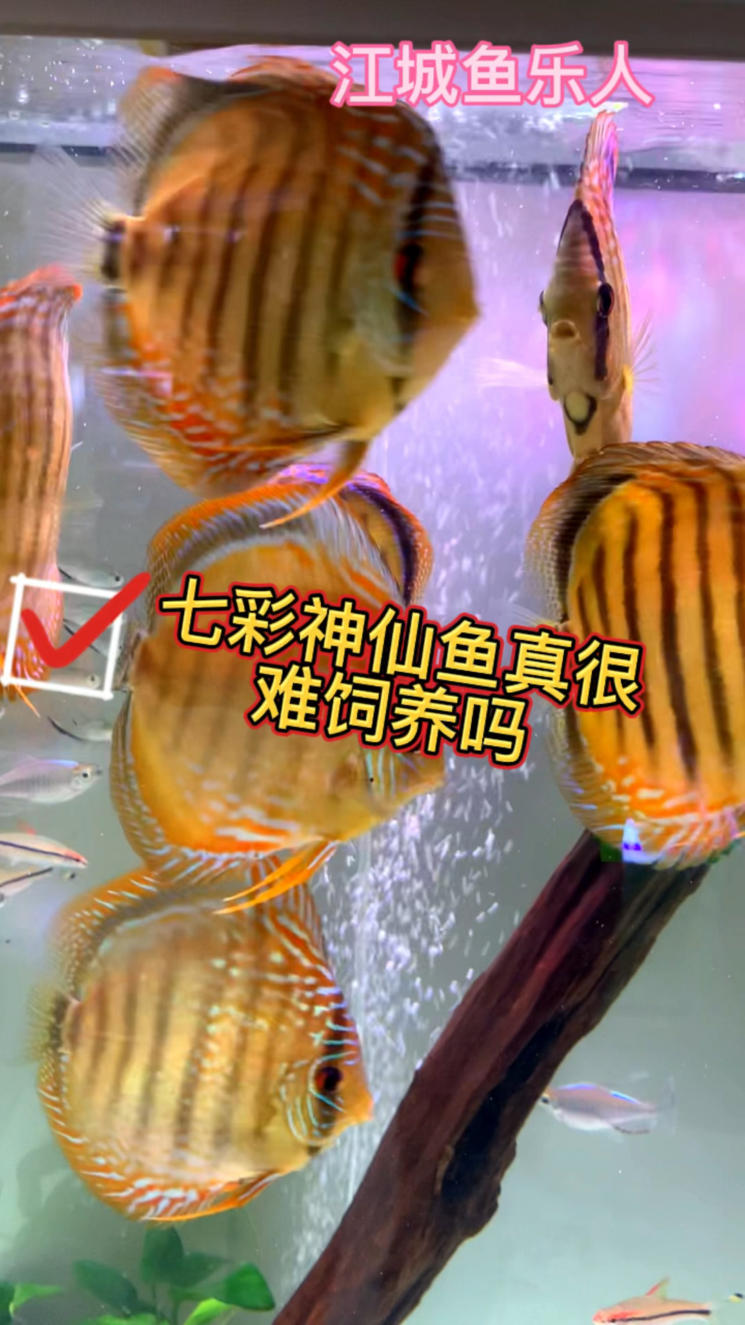 七彩神仙鱼真的很难饲养吗