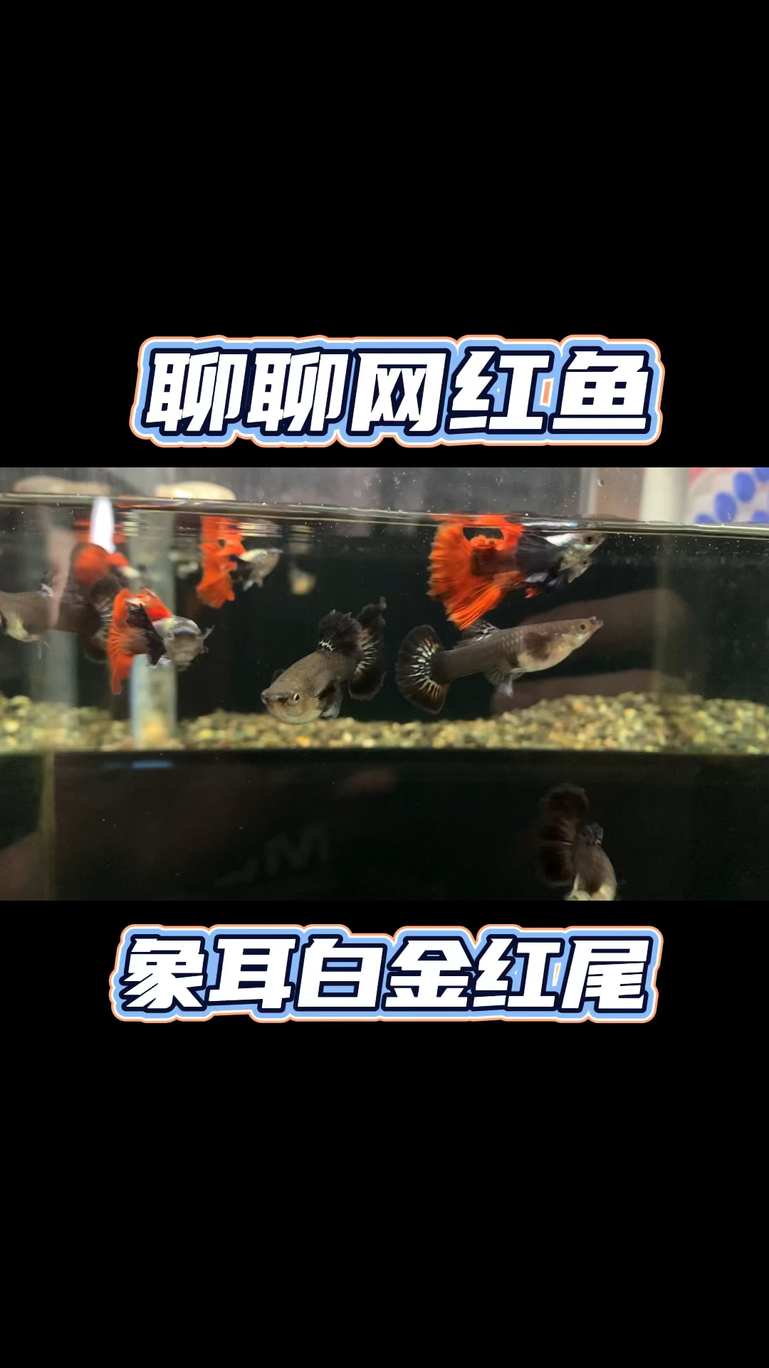 浅谈象耳白金红尾～网红鱼 #养鱼日记 #观赏鱼 #养鱼人 #孔雀鱼 #水族
