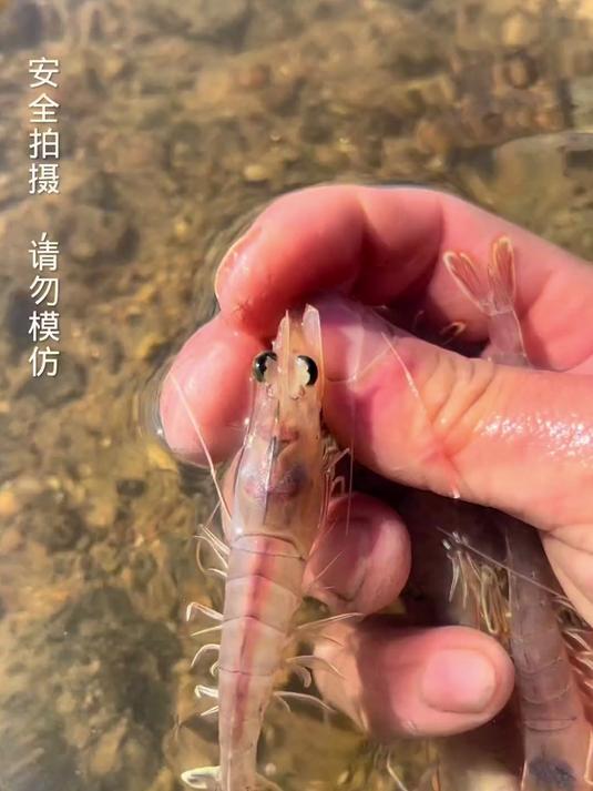 哇塞，看我们发现了啥，居然是一群可爱的小虾，太棒了吧