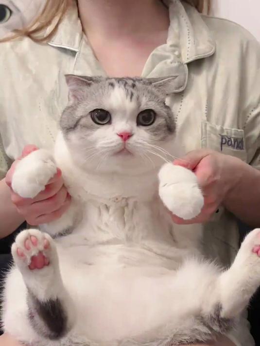我不是你最爱的小猫吗？