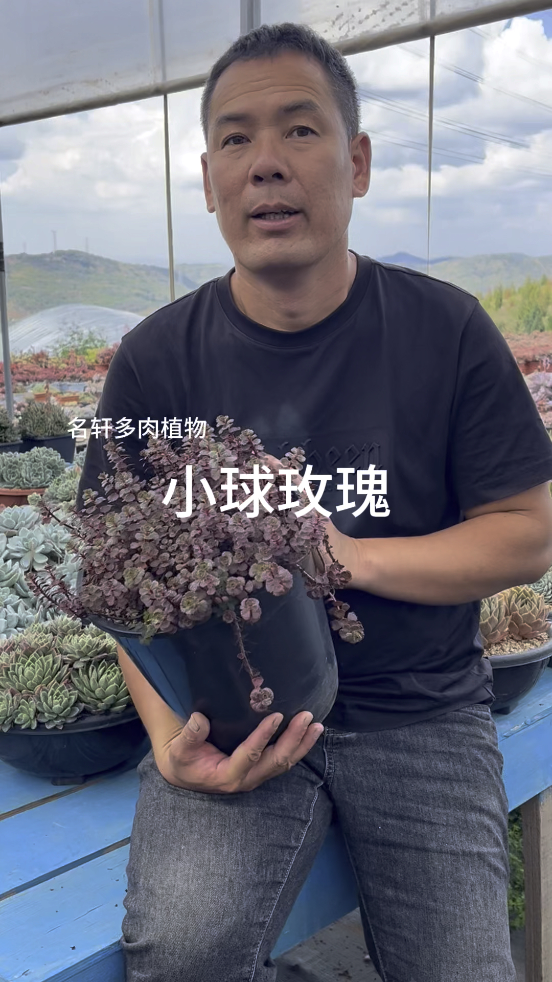 多肉植物小球玫瑰