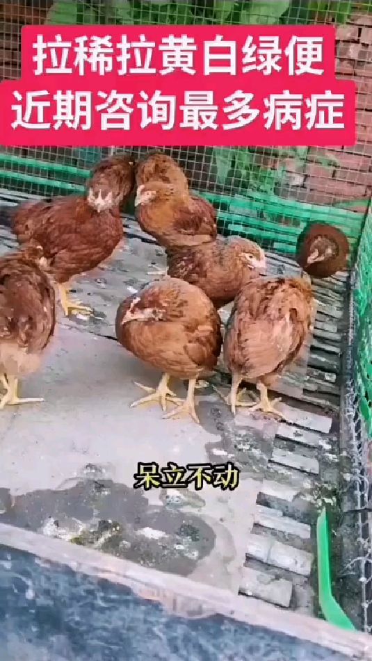 鸡拉黄绿色粪便,怎么处理