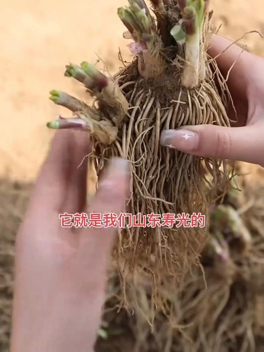 紫根宽叶韭菜,现在用根苗移栽,要不了多久就能采收!