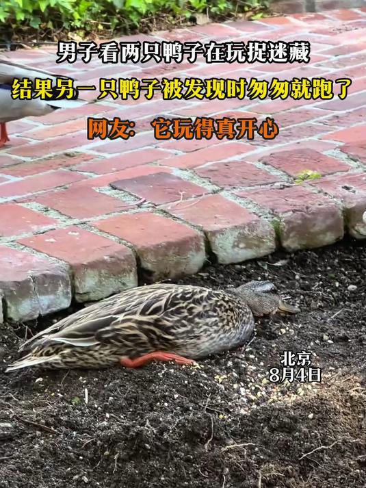 男子看两只鸭子在玩捉迷藏，结果另一只鸭子被发现时匆匆就跑了