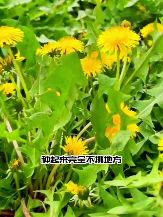 阳台盆栽蒲公英,种子撒下就出苗,新鲜野菜随手摘!