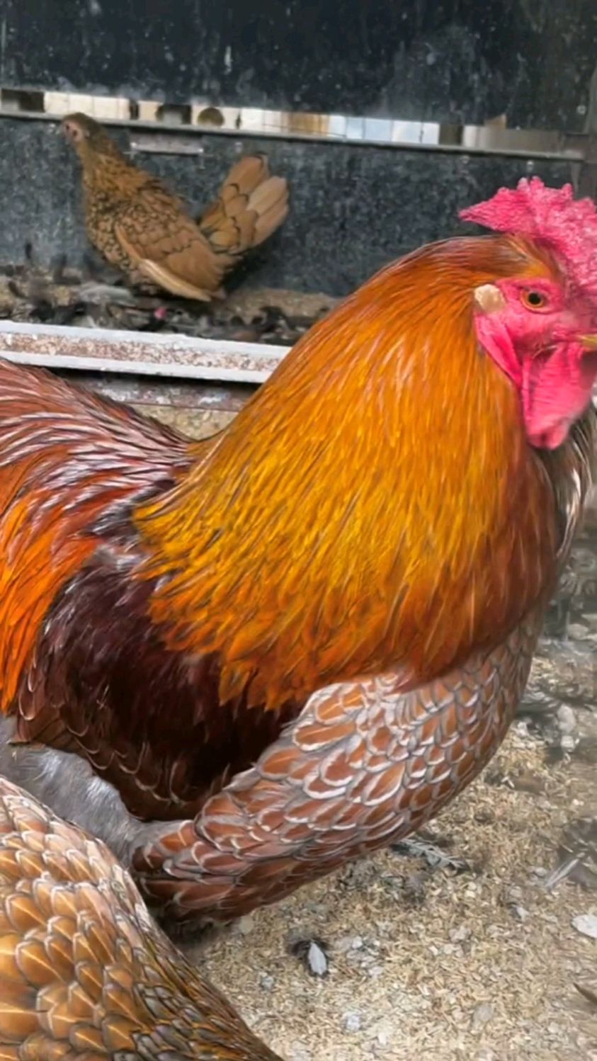 这大鸡冠像朵花