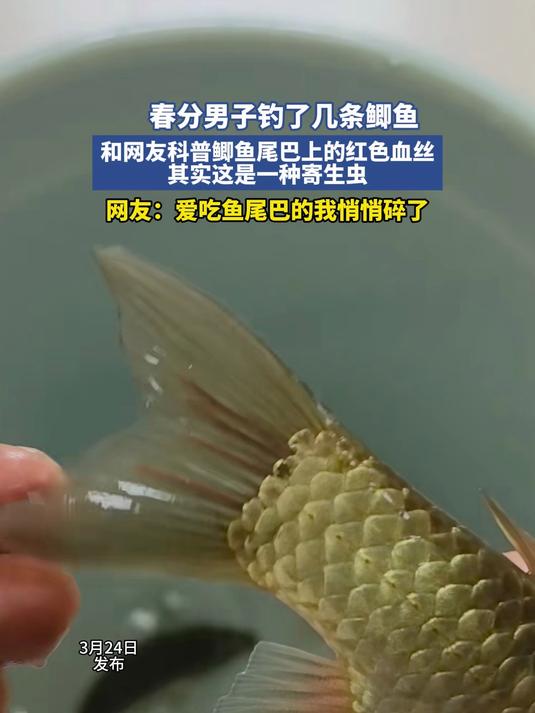春分男子钓了几条鲫鱼,没想到尾巴上的红色血丝是寄生虫,网友:爱吃鱼尾巴的我悄悄碎了