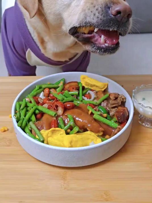 小狗的营养餐时间