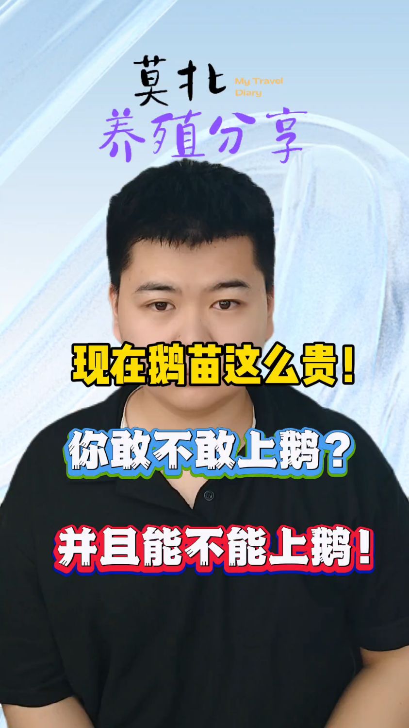 现在鹅苗这么贵!你敢不敢上鹅?能不能上鹅? #养鹅技术 #生态养鹅 #散养大鹅