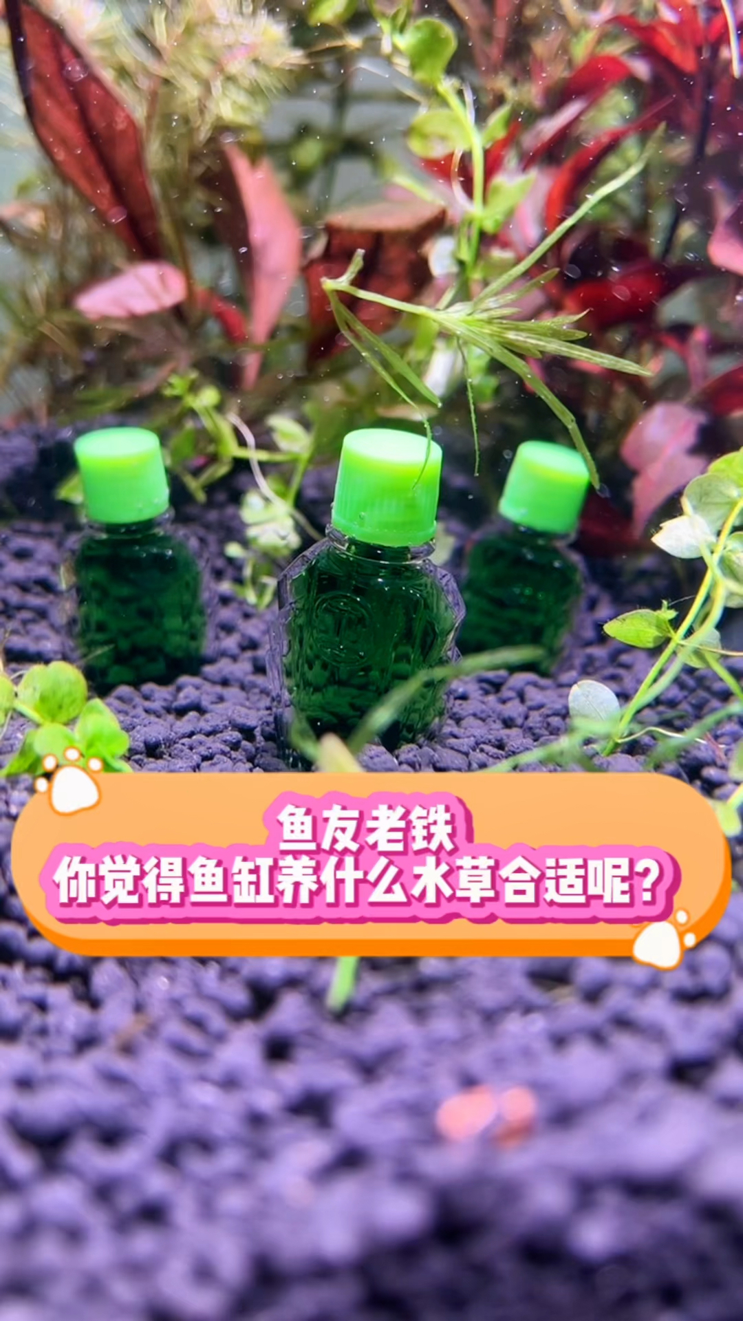 鱼友老铁,你觉得鱼缸养什么水草合适呢?#水族 #观赏鱼 #水草