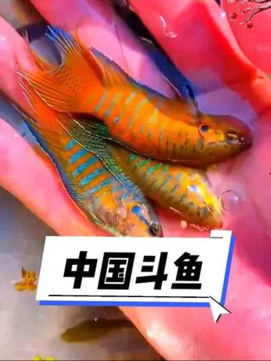 中国斗鱼颜值超高超灵动 皮实好养就选它 观赏鱼必备