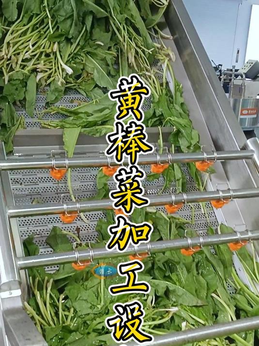 黄棒菜无损清洗→切割→脱水,自动化程度高,助力农副产品深加工