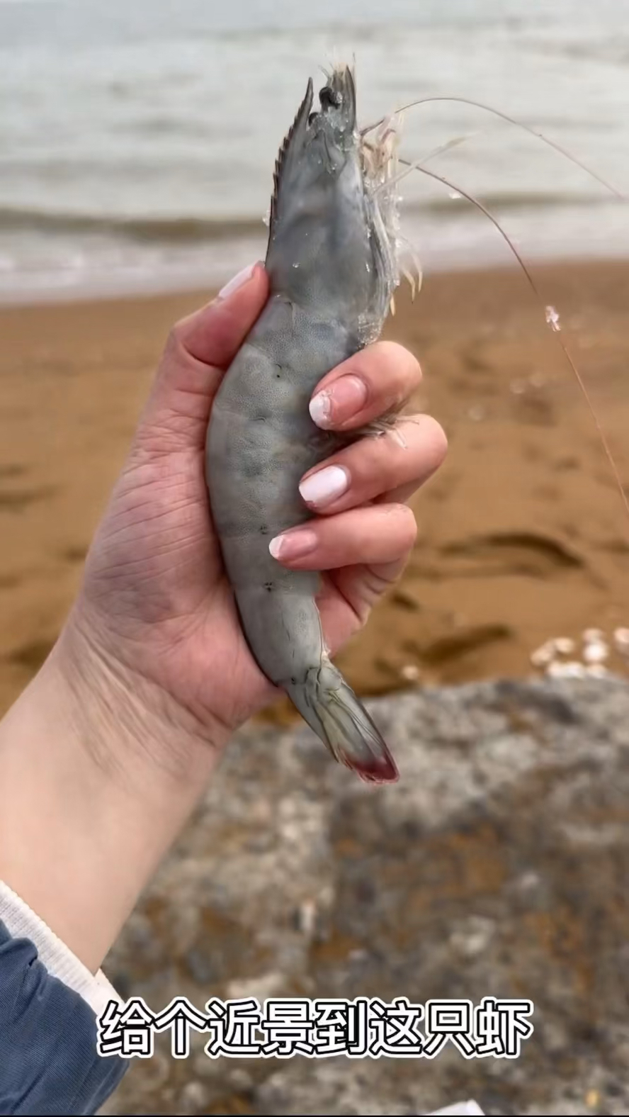 厄瓜多尔白虾,虾色浅,虾体通透,肉质鲜美,含肉率高,营养丰富,是名副其实的白富美