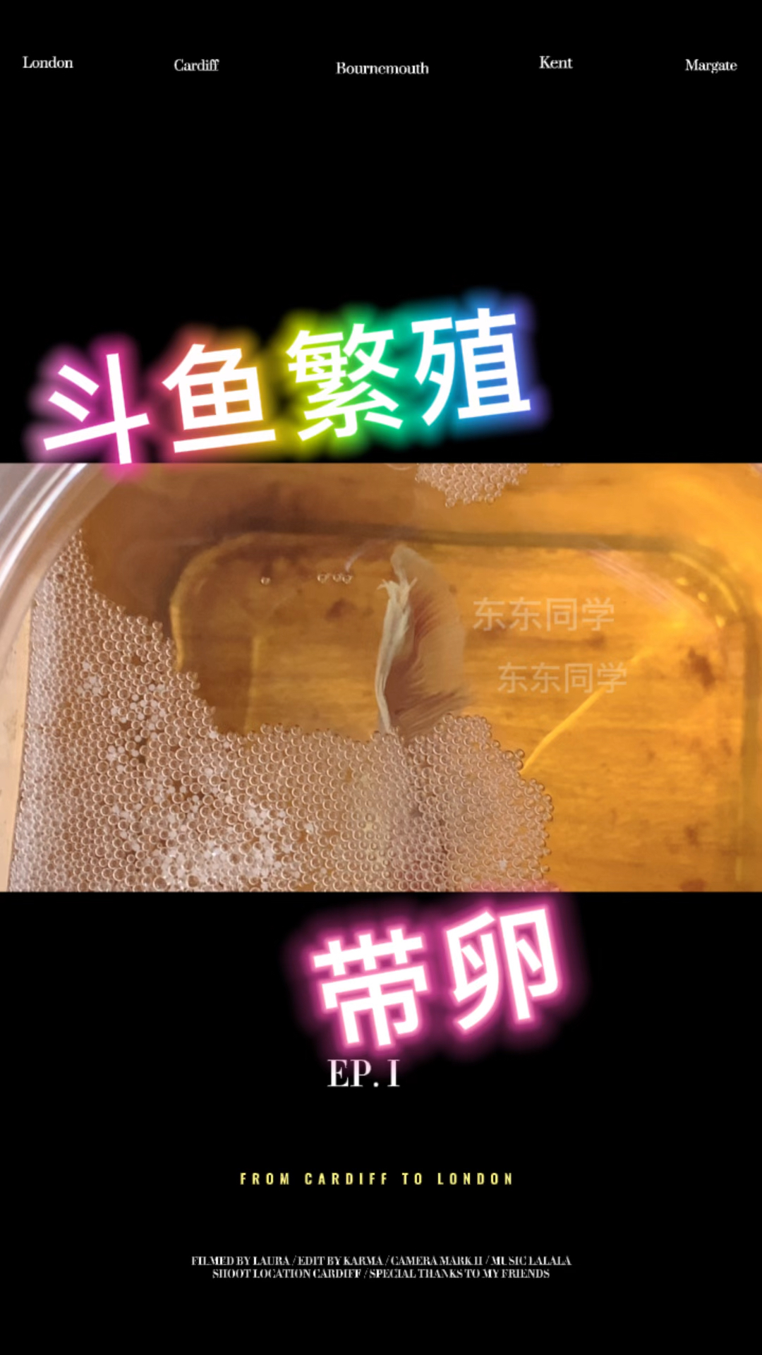 泰国斗鱼繁殖