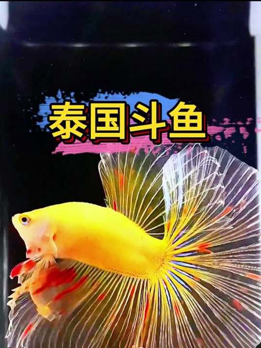 家庭动物园里,斗鱼穿婚纱惊艳亮相,水族迷快瞧