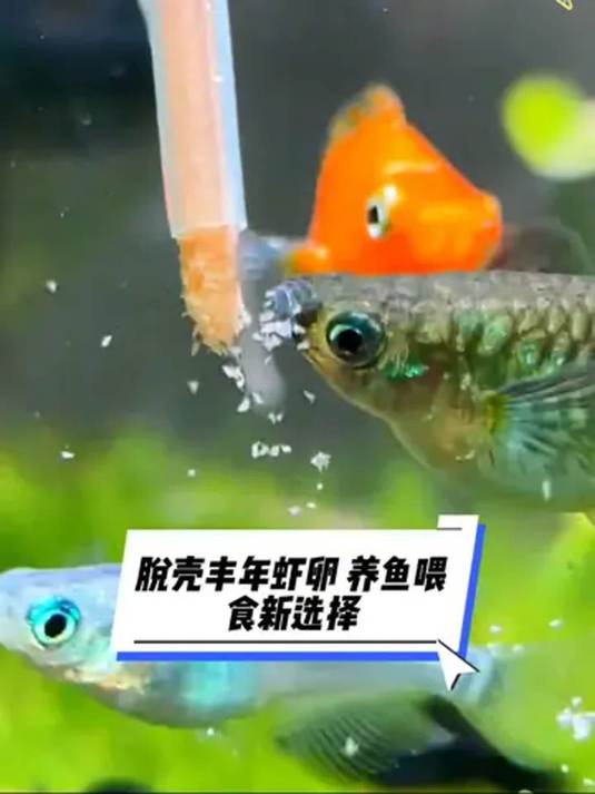 脱壳丰年虾卵超实用 小型鱼幼鱼开口就靠它 必备鱼食
