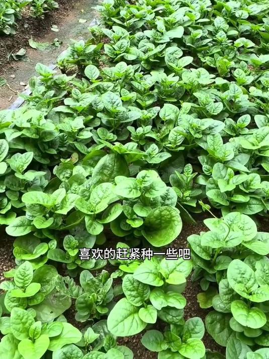 天然补钙小能手,大叶木耳菜苗,口感滑嫩宝宝爱