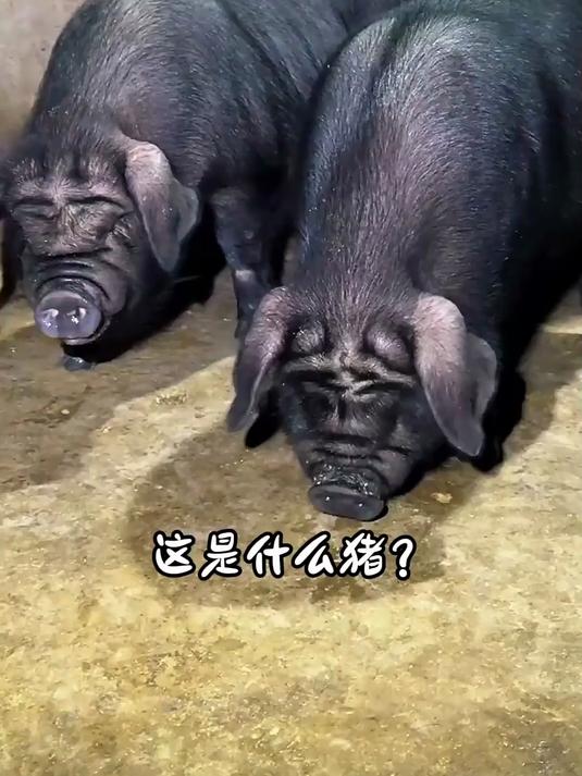 分享14种不同品种的猪及价格，你都认识哪几种呀？