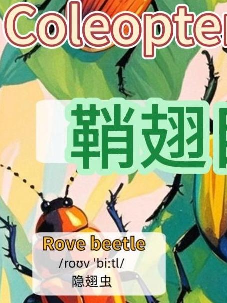 英语单词打卡鞘翅目昆虫 “甲壳虫”