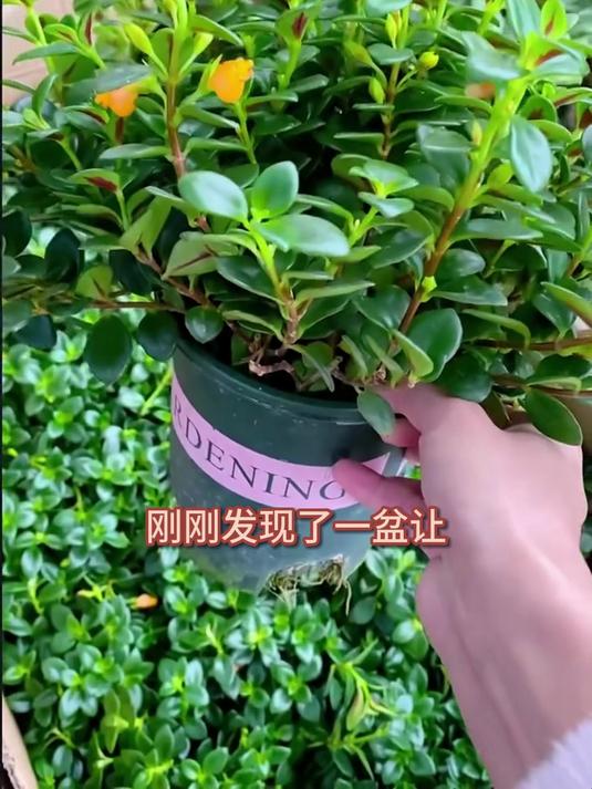 金鱼吊兰四季开花,粉白小花似金鱼游动,治愈系绿植天花板