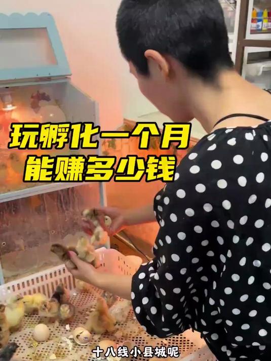 养观赏鸡赚钱吗？你们一直都很关心的问题！