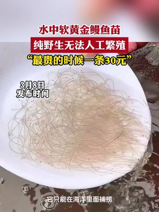 水中软黄金鳗鱼苗,纯野生无法人工繁殖,“最贵的时候一条30元”