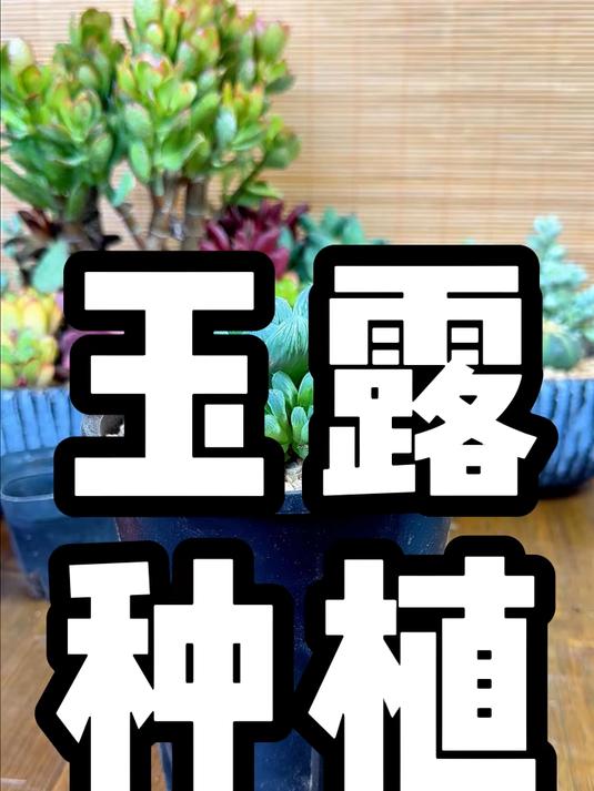 玉露的种植方法