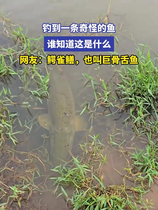 钓到一条奇怪的鱼 谁知道这是什么 网友:鳄雀鳝,也叫巨骨舌鱼