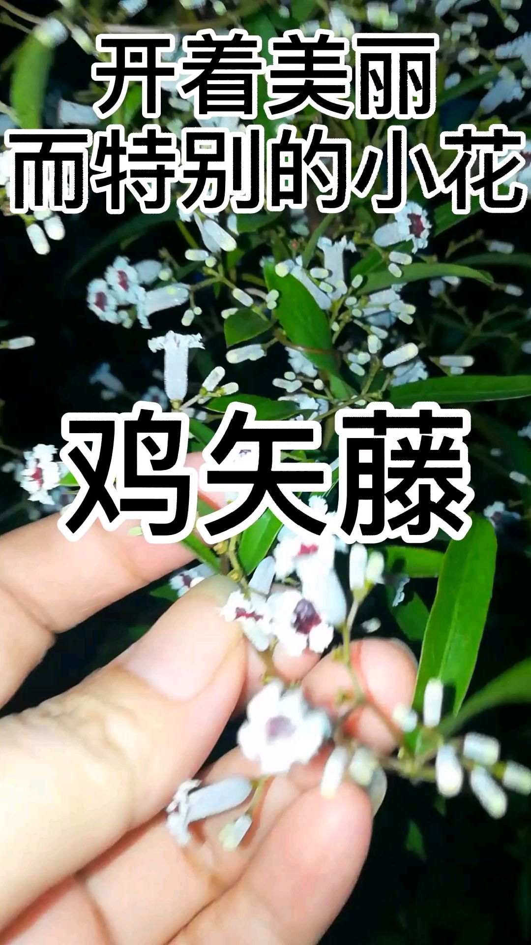 鸡屎藤虽臭,却有消食化积,活血消肿等功效