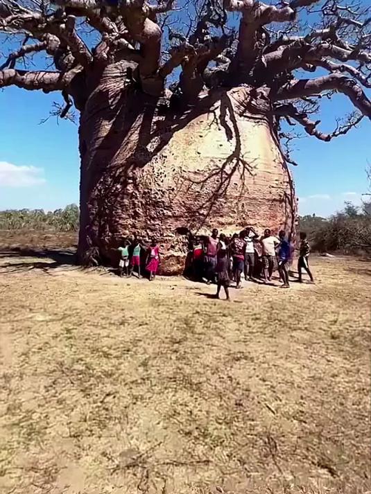 世界上最神奇的树,能吃、能喝、还能住,来认识一下猴面包树