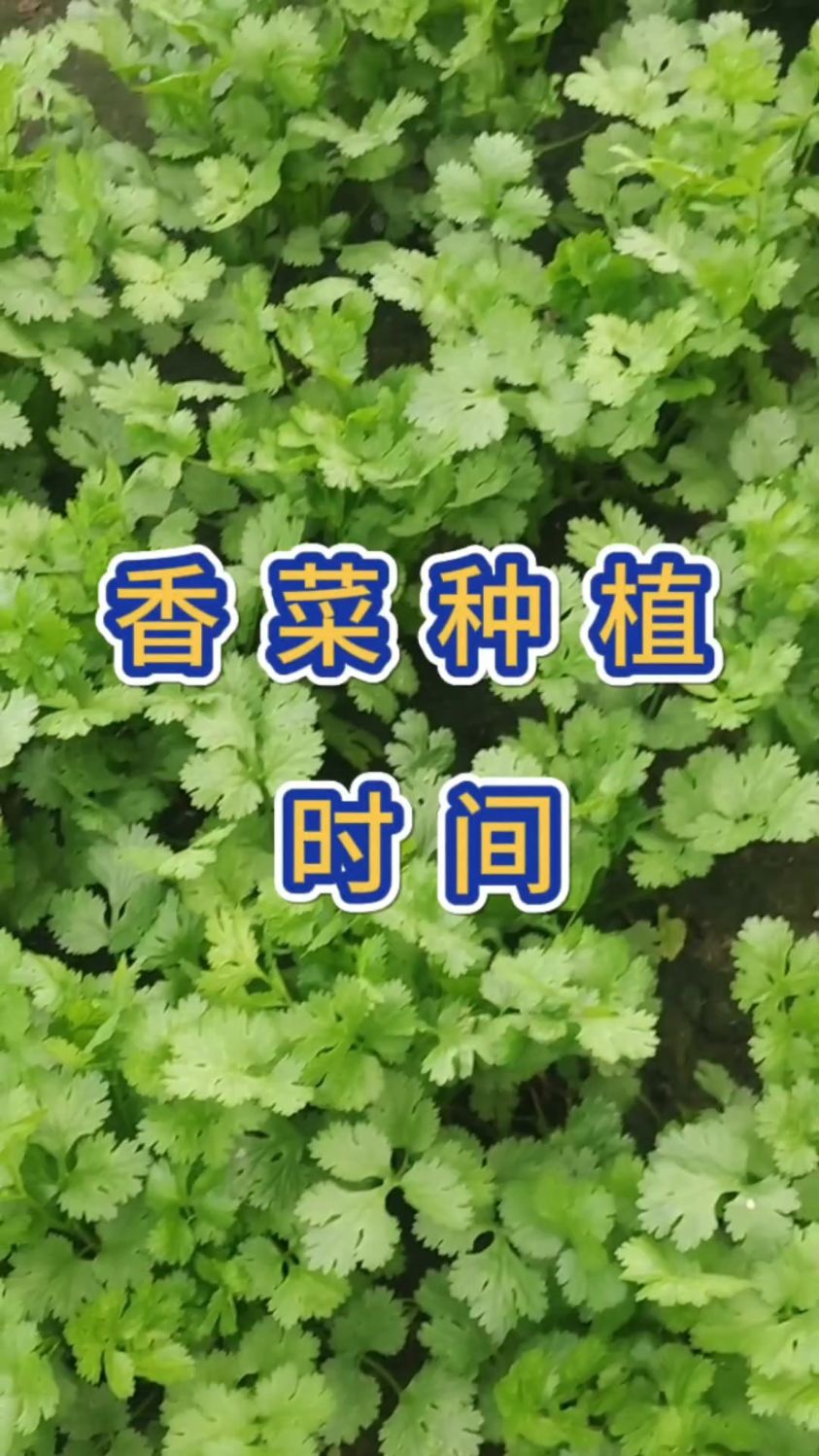 香菜种植时间