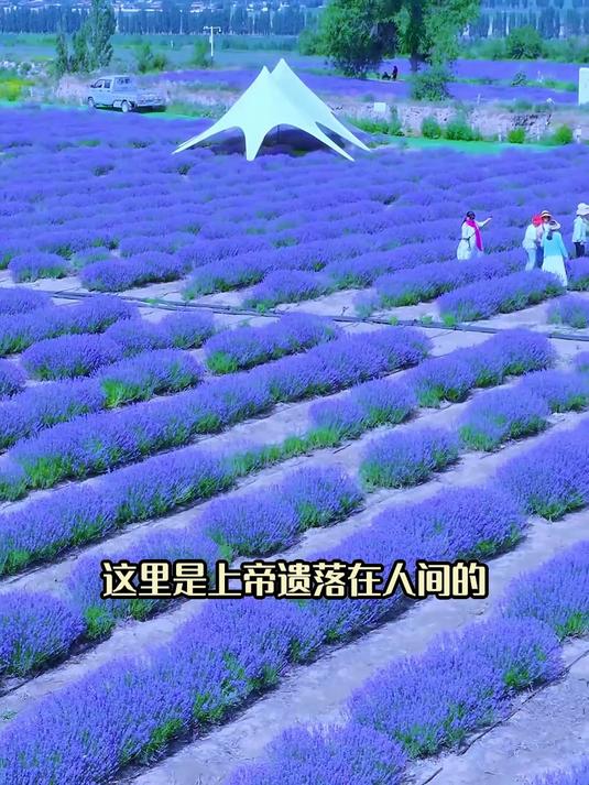 舌尖上的新疆!烤包子、大盘鸡……馋哭之旅