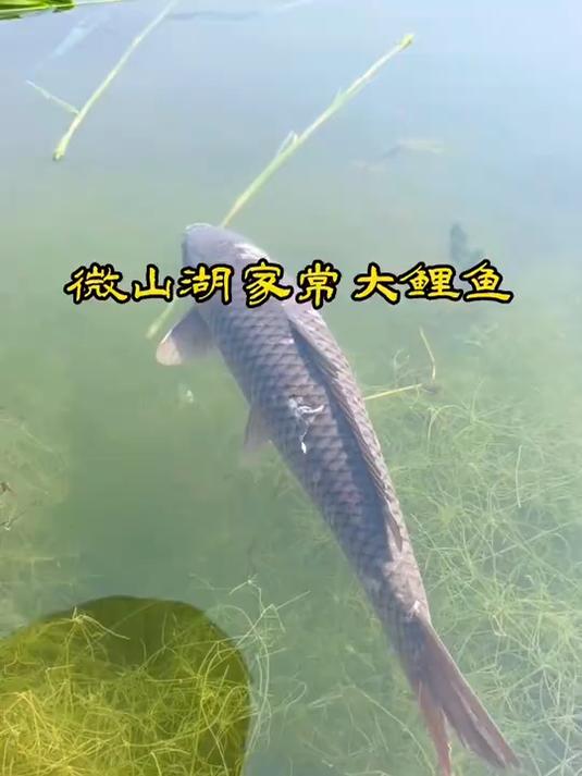 家乡的鲤鱼是最出名的,微山湖家常大鲤鱼,味道真不孬