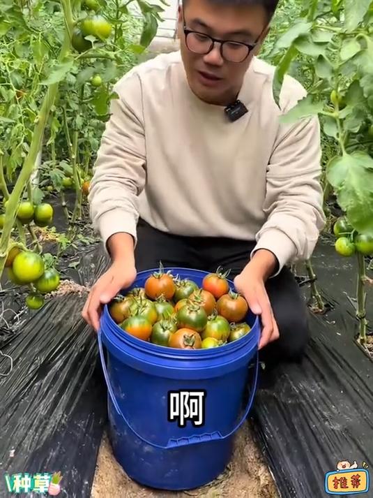 铁皮柿子既有脆皮有草莓柿子的爆汁有柿子的浓烈!