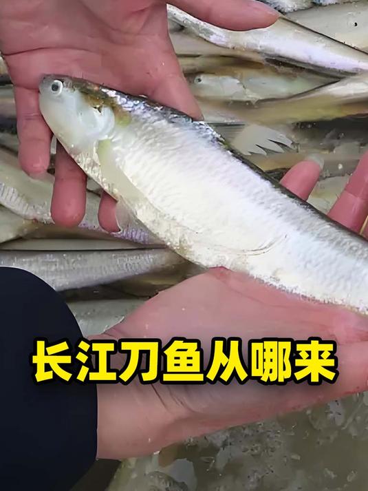 同样是刀鱼,为啥江刀8000多一斤抢着要,养殖400却没人买?