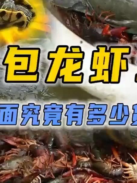 花300帮粉丝朋友在龙虾塘放五个地笼，看看里面到底能装多少