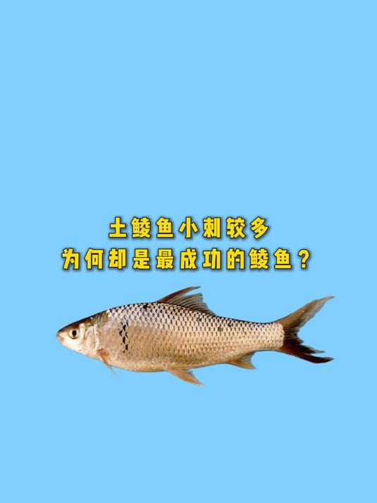 土鲮鱼小刺较多,为何却是最成功的鲮鱼?