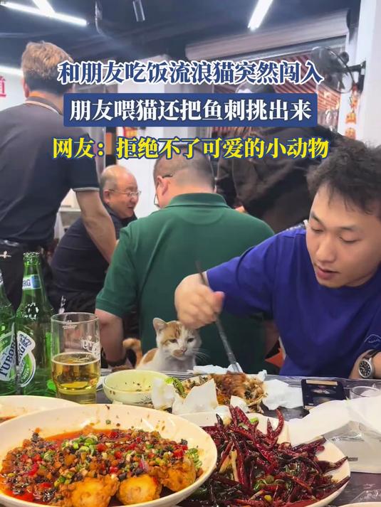 和朋友吃饭流浪猫突然闯入，朋友喂猫还挖鱼刺挑出来