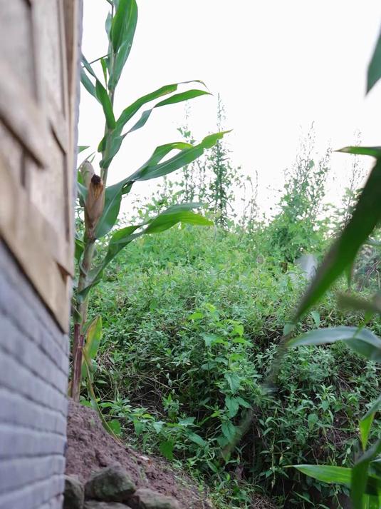 今天用周二娃的猪脚杆来做一道豌豆蹄花汤,拌上海椒蘸水巴适惨了