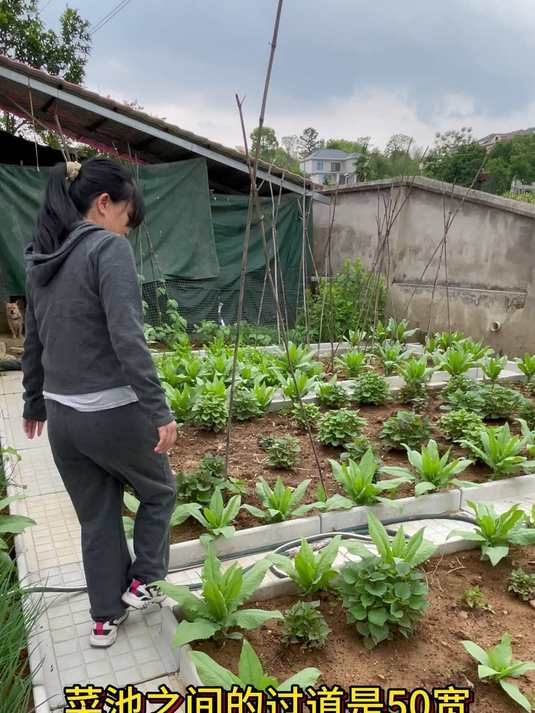 100平方小菜园改造后我们种菜有什么变化